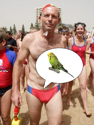Tony Abbot, Aussie Prime Minister, proudly strutting his stuff..